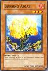 Product image for Burning Algae
