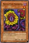 Product image for Magical Plant Mandragola