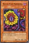 Product image for Magical Plant Mandragola