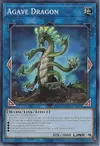 Product image for Agave Dragon