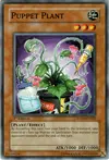 Product image for Plante Fantoche