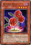 Product image for Revival Rose
